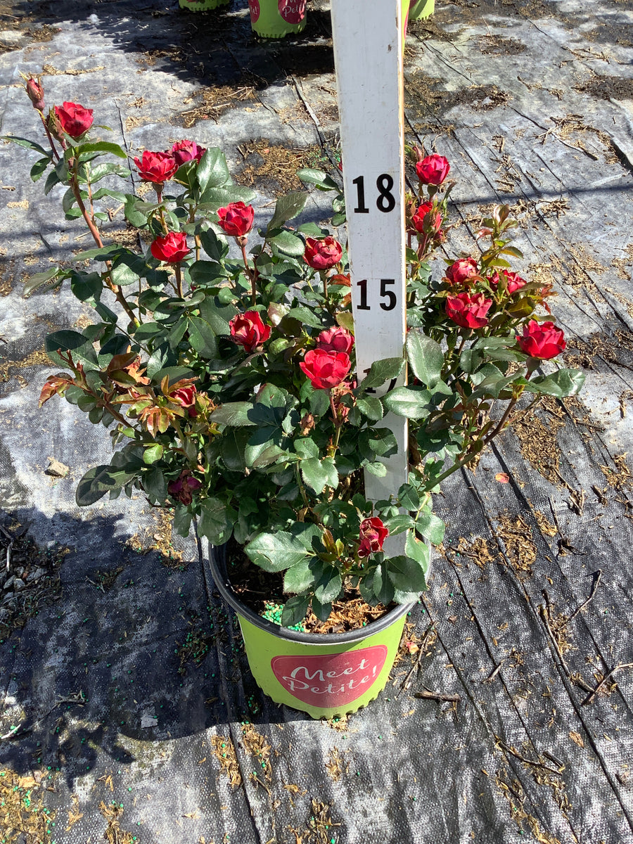 Rosa K.O 'Petite' — PF600MP