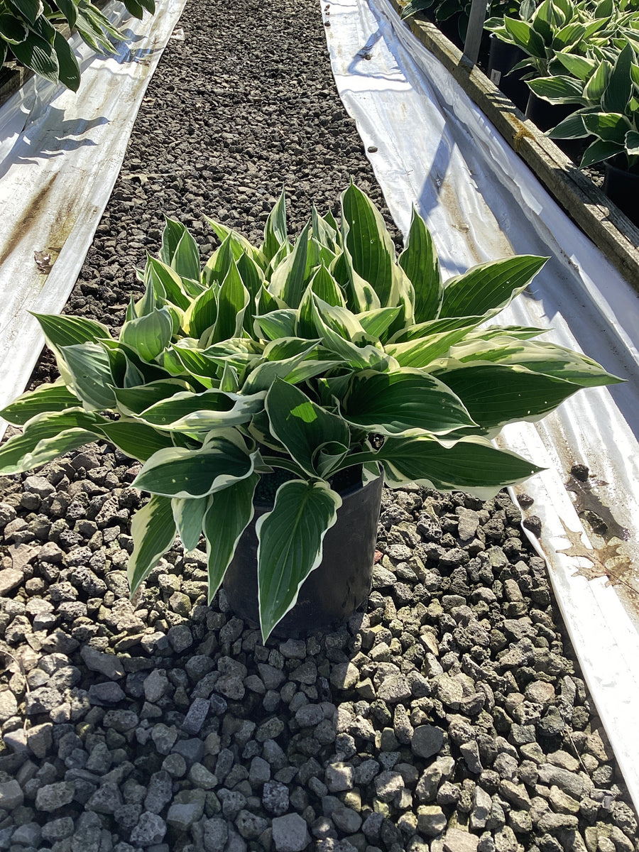 Hosta francee 'Francee' — 19CM