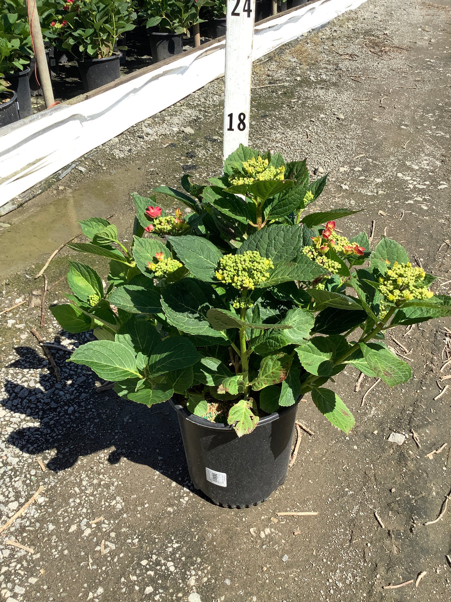 Hydrangea macrophylla 'Cherry Explosion' — G2 BL