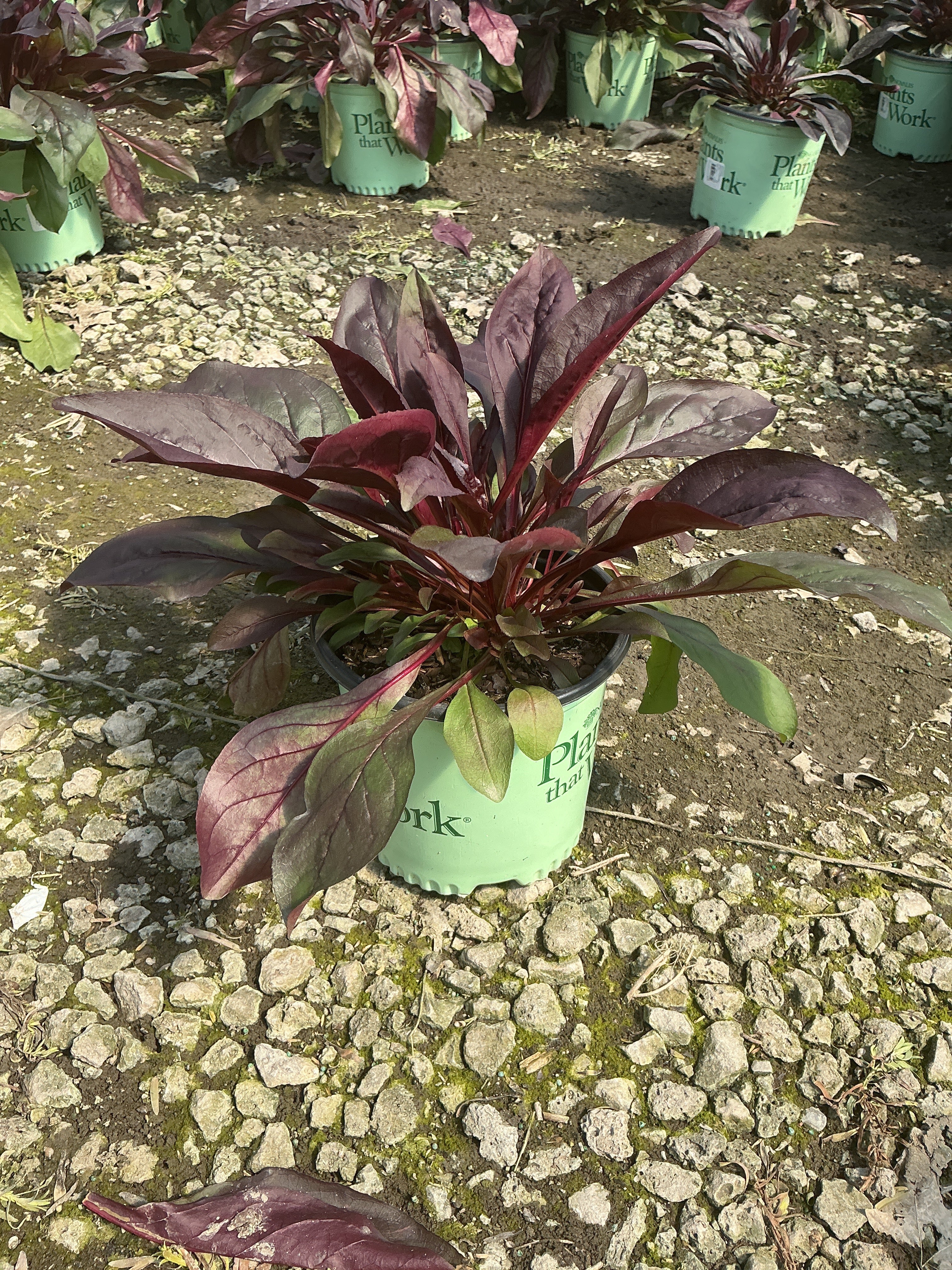 Penstemon dakota 'Burgundy'