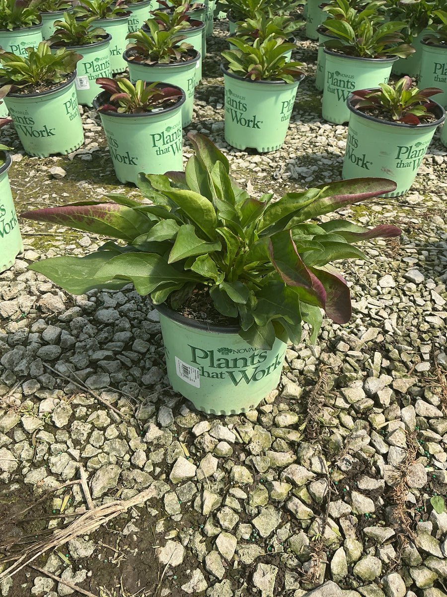 Penstemon dakota 'Verde' — 19CM PTW