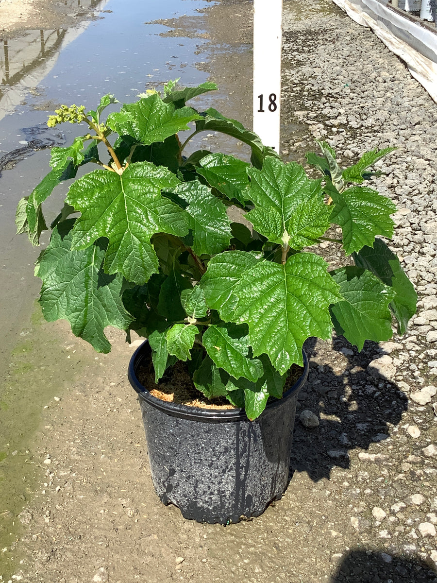 Hydrangea quercifolia 'Alice' — G3 12