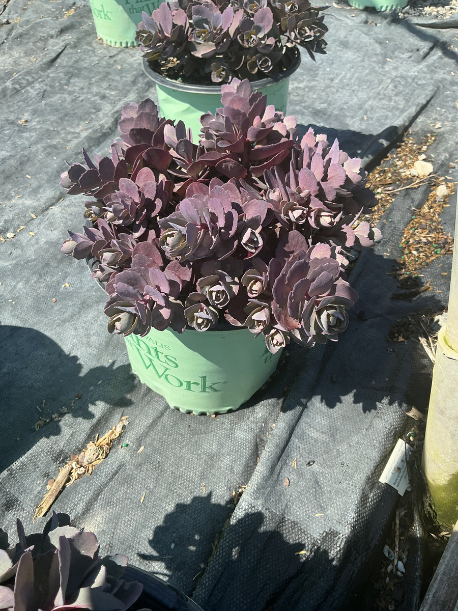 Sedum sedum 'Dazzleberry' — 19CM PTW