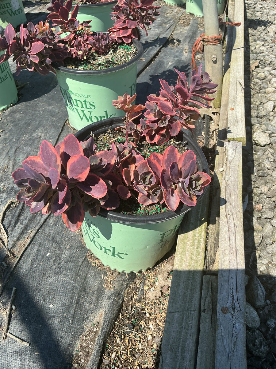 Sedum dazzling 'Dynamite' — 19CM PTW