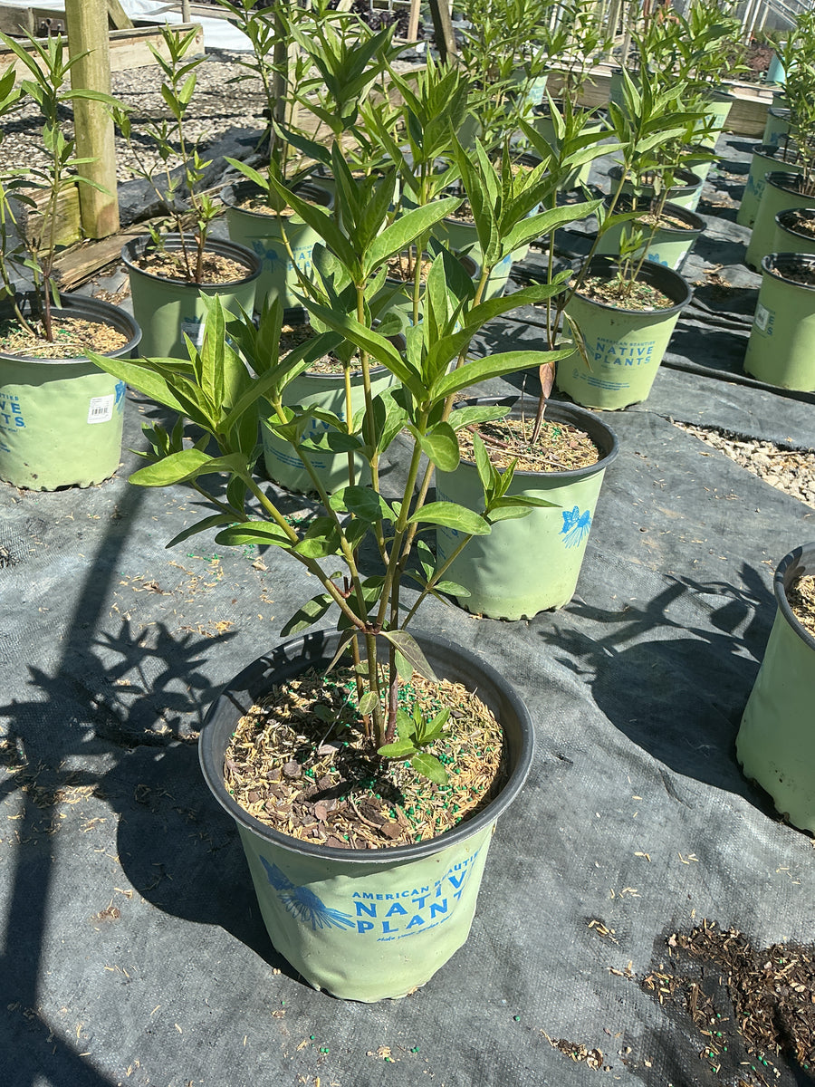 Asclepias incarnata — G2 AB