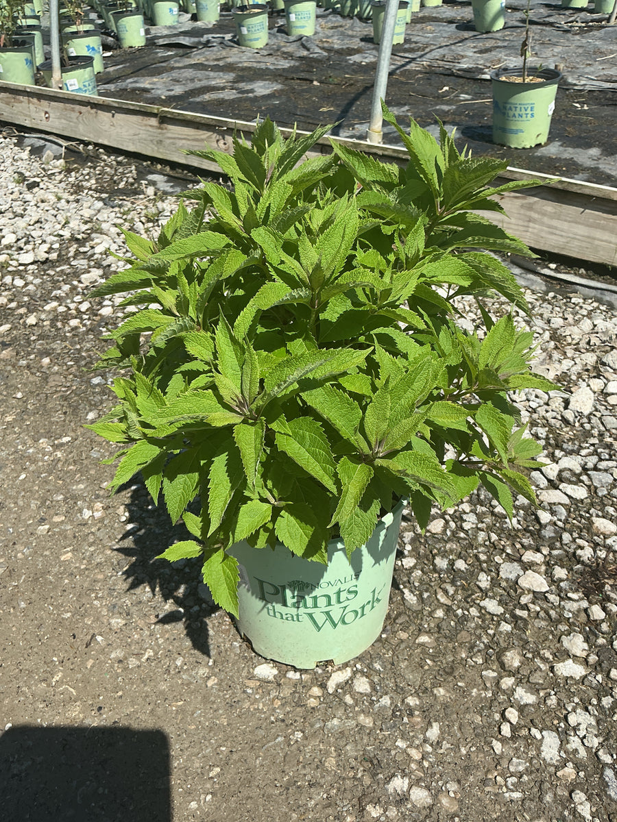 Eupatorium x 'Rosie Josie' — G2