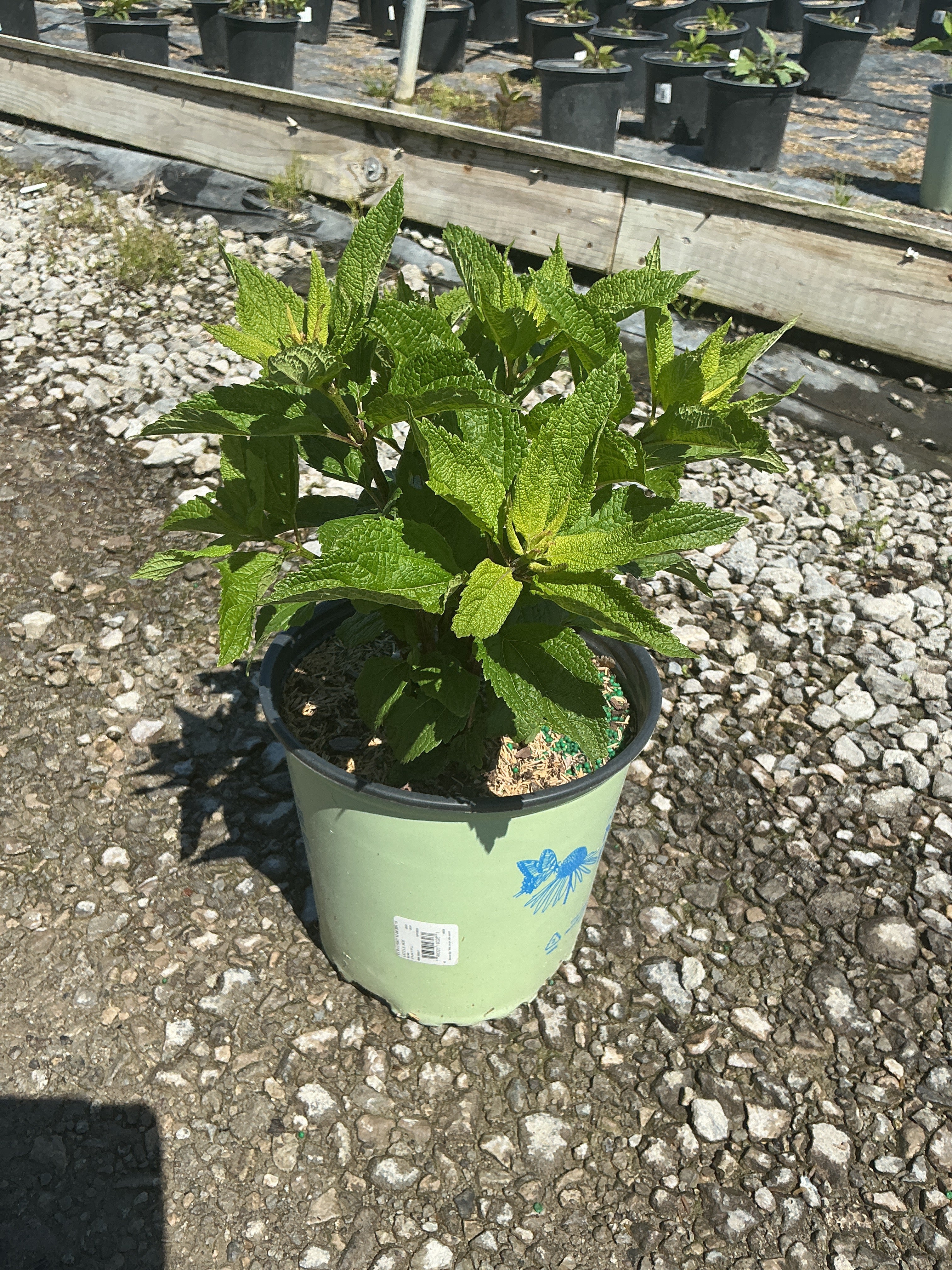 Eupatorium purpureum 'Little Joe'
