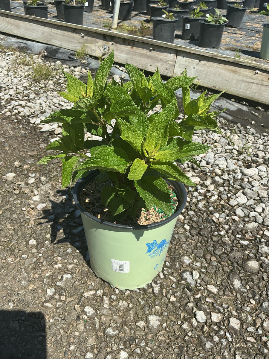 Eupatorium purpureum 'Little Joe' — G2 AB