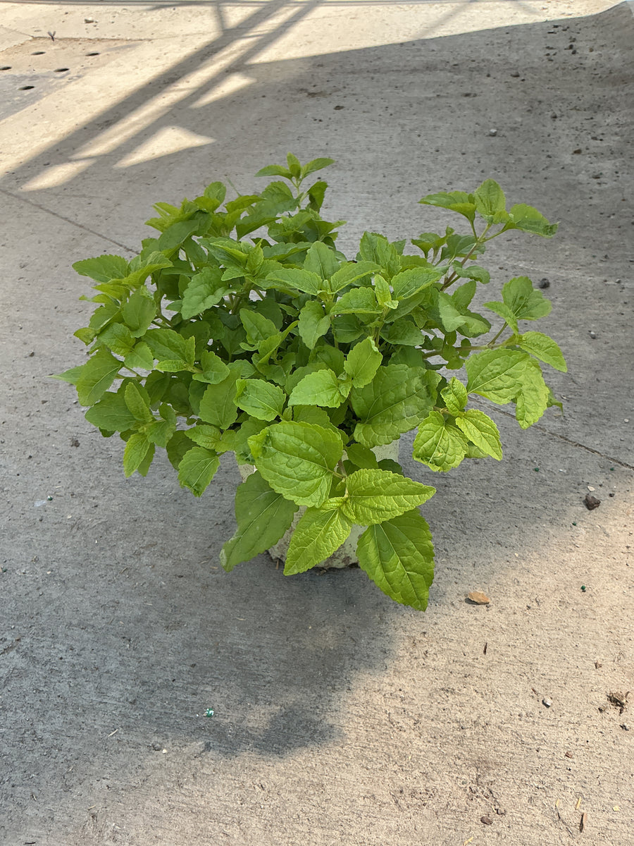 Eupatorium coelestinum — G1 AB