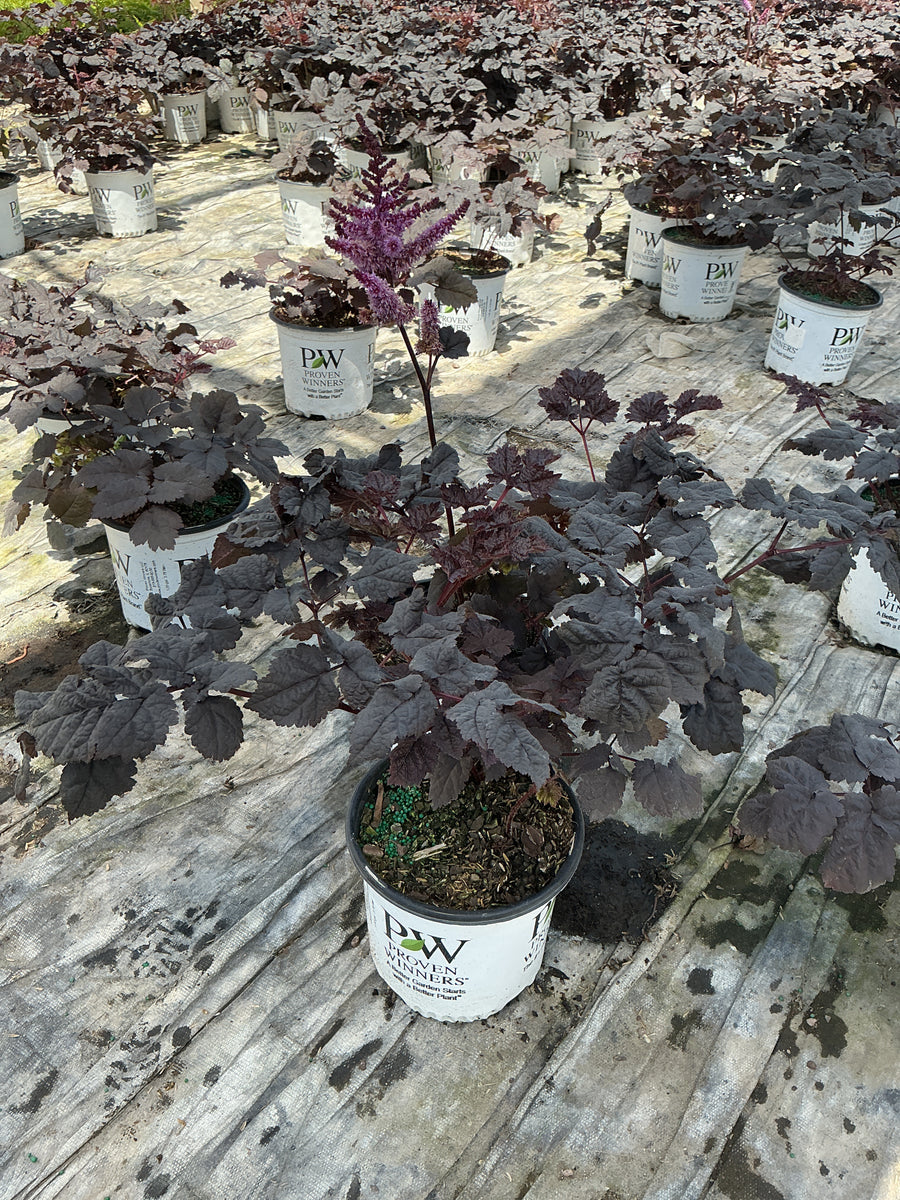 Astilbe 'Dark Side of the Moon' — G1 PW