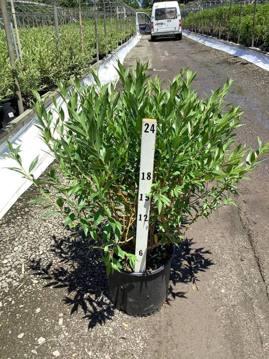 Salix x 'Winter Torch'