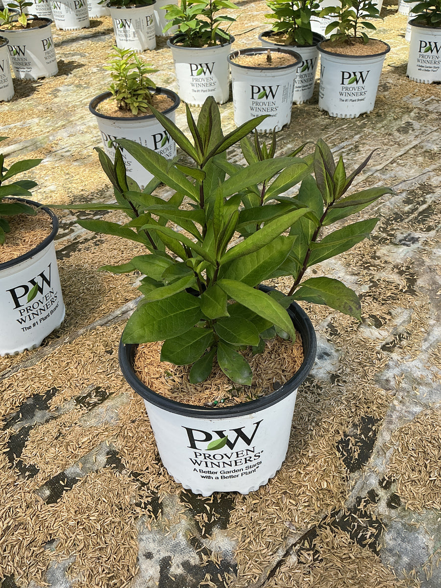 Phlox paniculata 'Luminary Ultraviolet' — 19CM PW