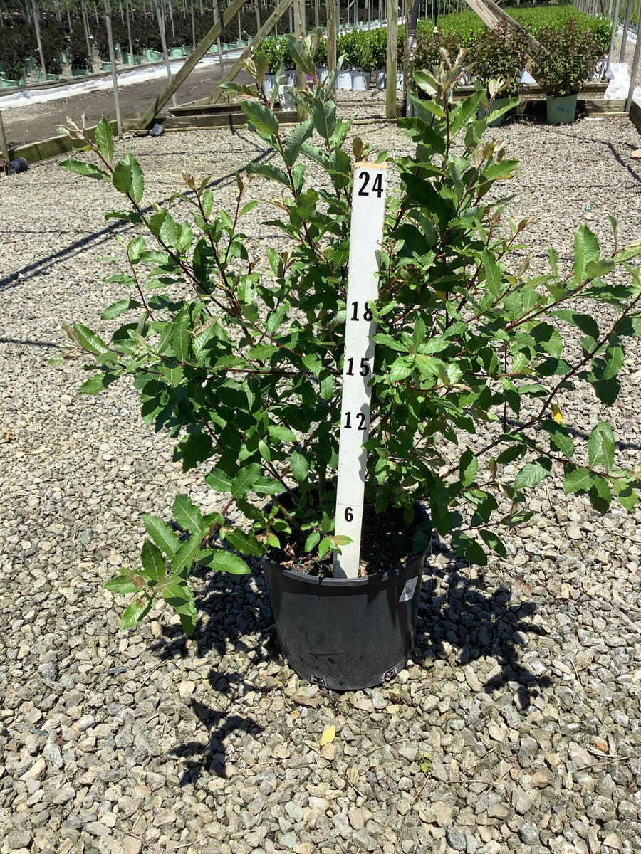 Salix caprea — G3 24