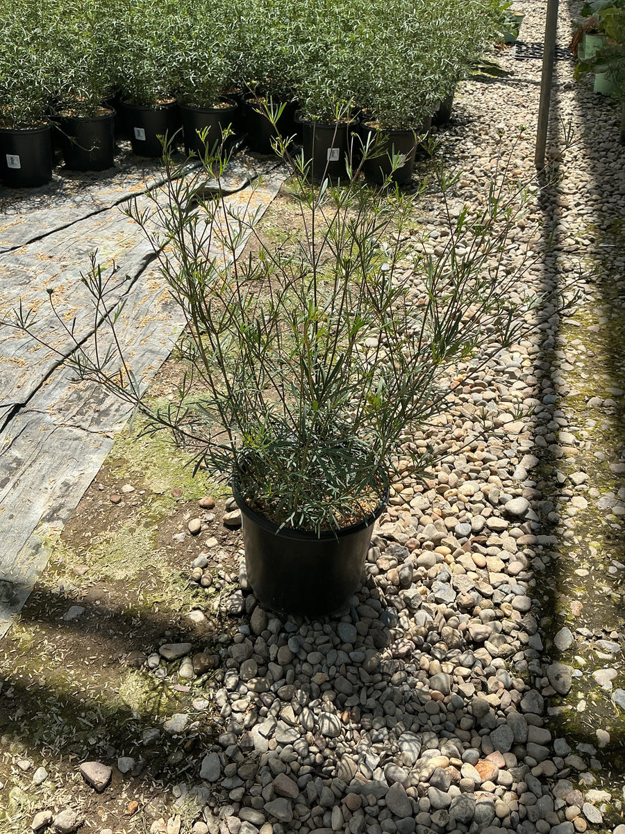 Coreopsis verticillata 'Moonbeam' — 19CM