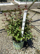 Diervilla lonicera 'Ru-Bee Wren'