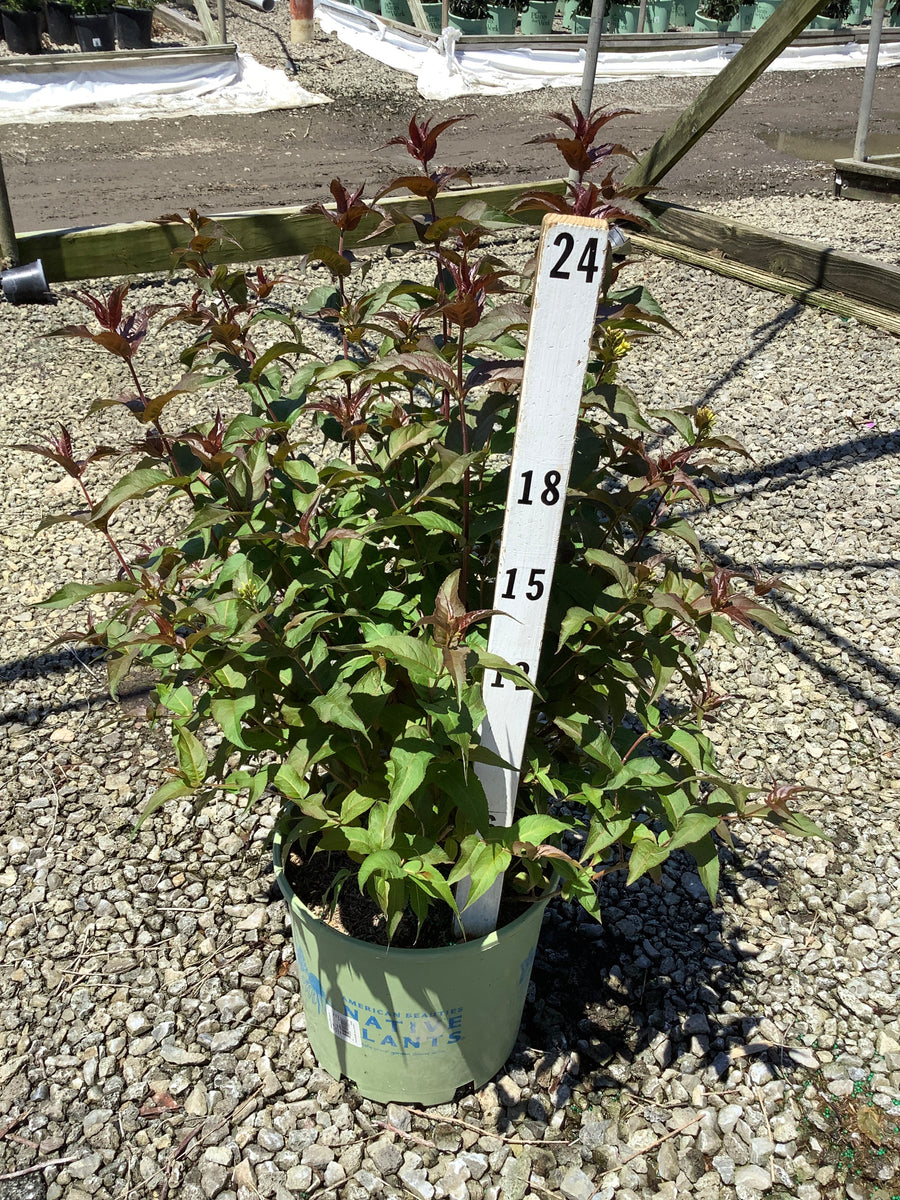 Diervilla lonicera 'Ru-Bee Wren' — G3 AB