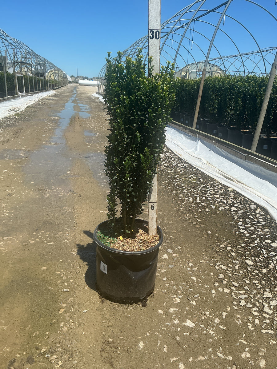 Ilex crenata 'Sky Pencil' — G3 24