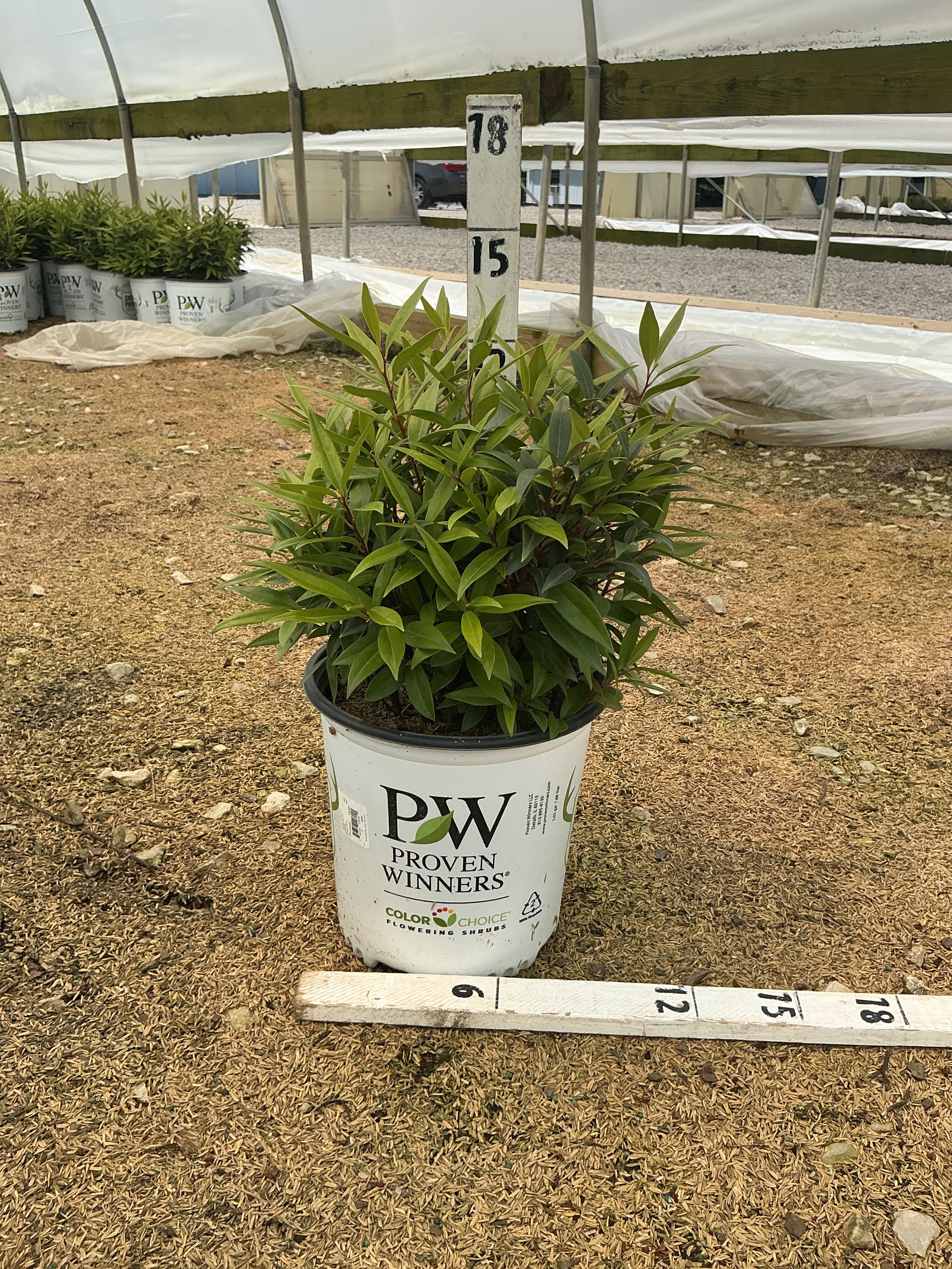 Sarcococca 'Sweet & Lo'