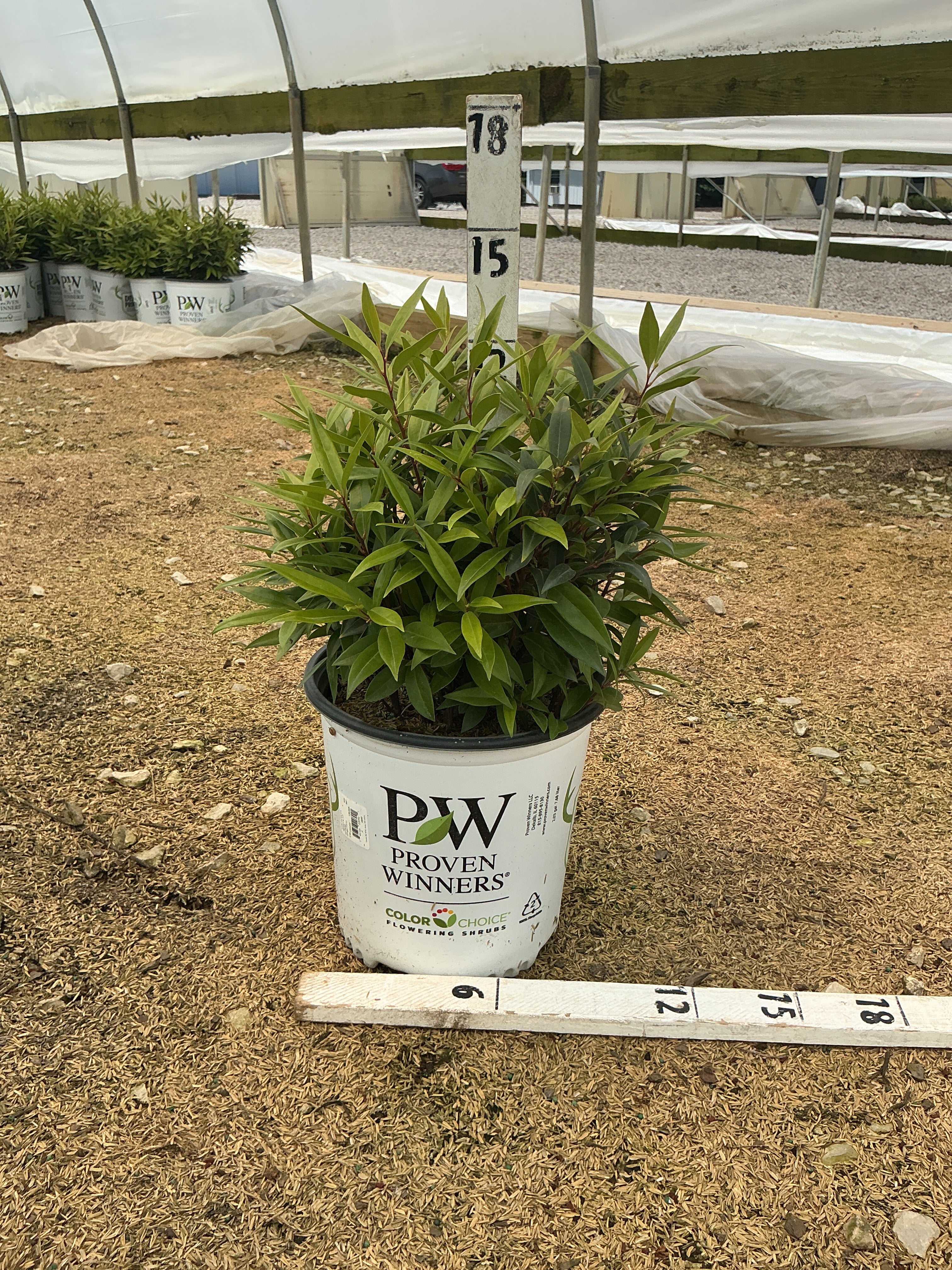 Sarcococca 'Sweet & Lo'
