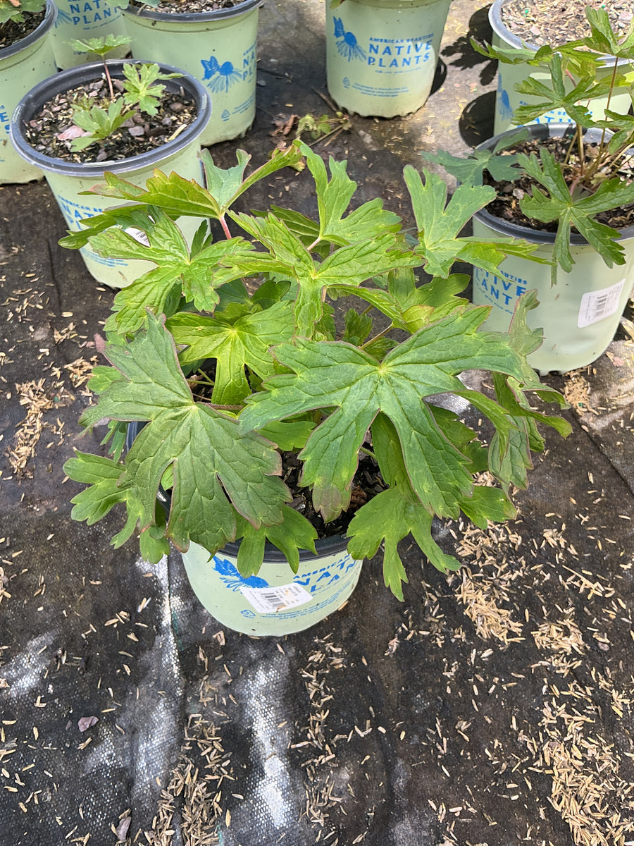Geranium maculatum — 19CM/G1 AB