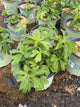 Anemone canadensis