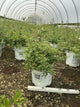 Potentilla 'Happy Face White'