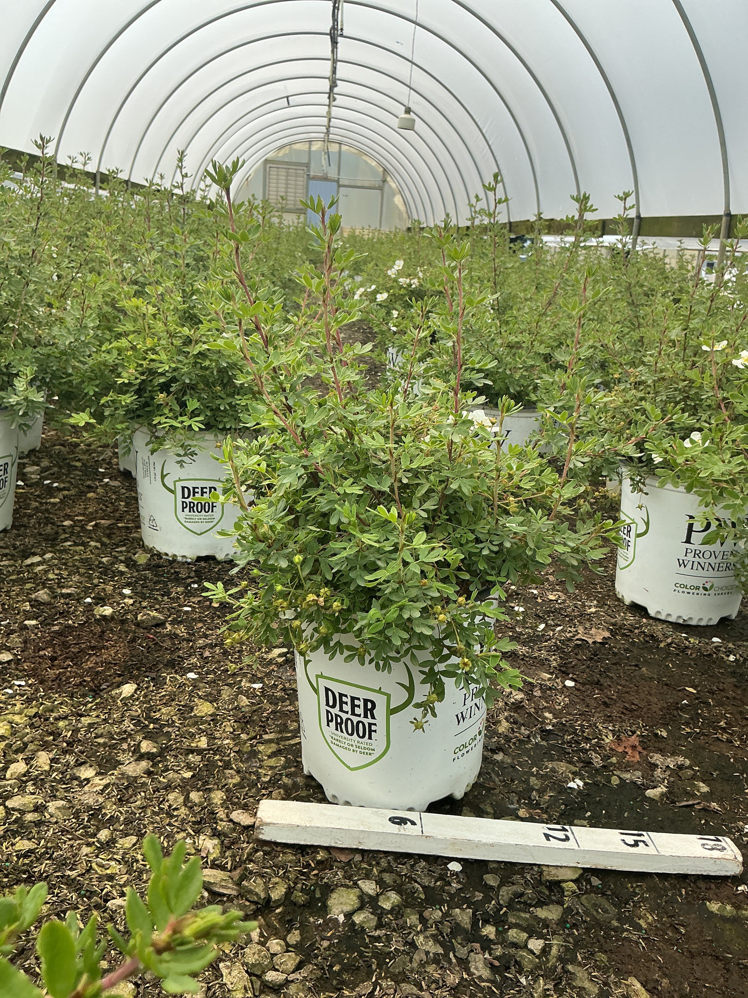 Potentilla 'Happy Face White'