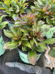 Lobelia starship 'Burgundy'