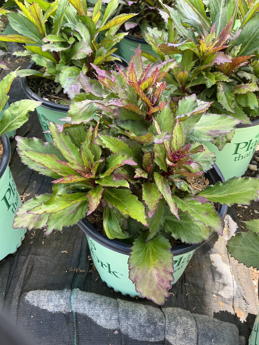 Lobelia starship 'Burgundy' — 19CM PTW