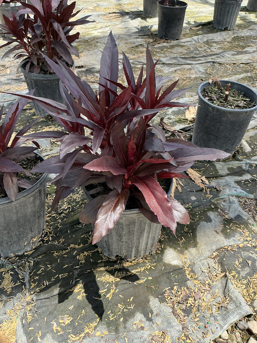 Lobelia x speciosa 'Queen Victoria' — 19CM