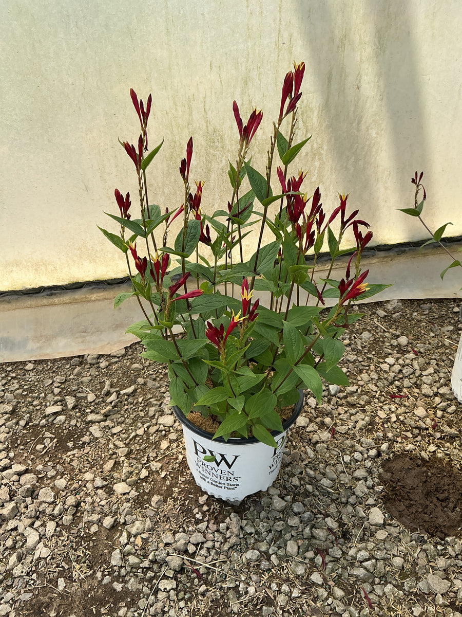 Spigelia M 'Apple Slices' — G1 PW