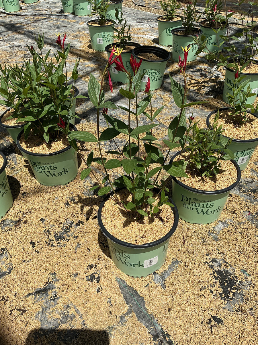 Spigelia M 'Little Redhead' — 19CM PTW