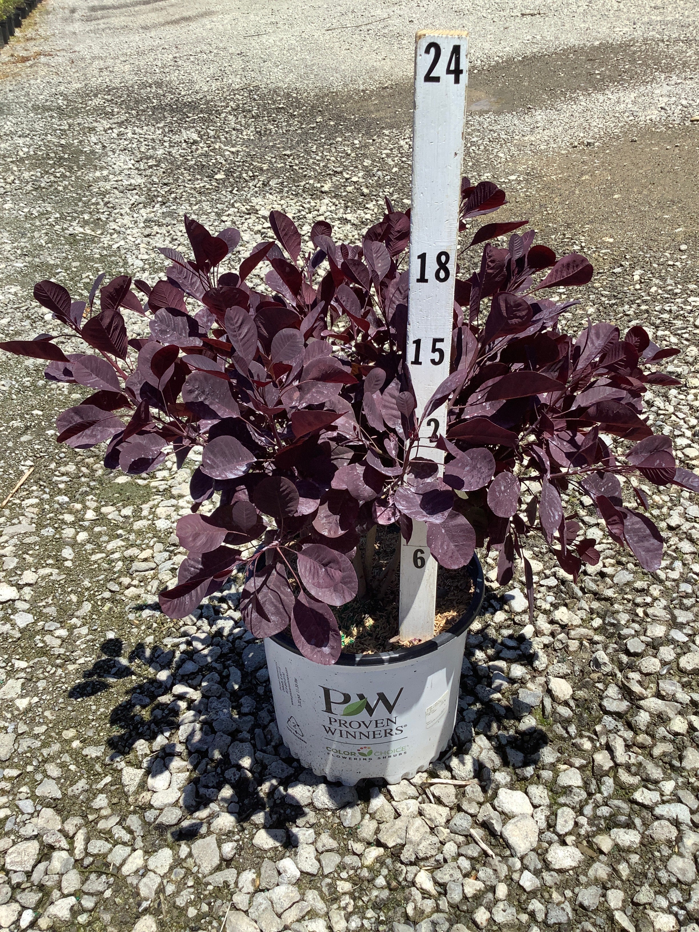 Cotinus coggygria 'Winecraft Black'