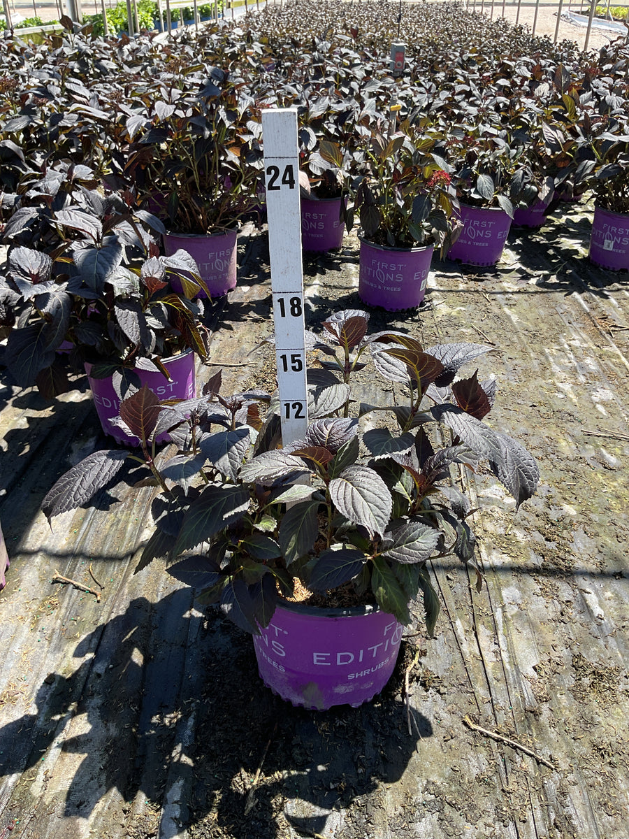 Hydrangea macrophylla 'Eclipse' — G3 FE