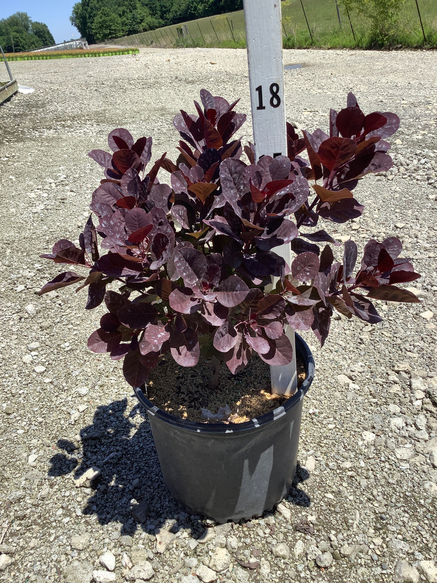 Cotinus coggygria 'Royal Purple' — G3 15