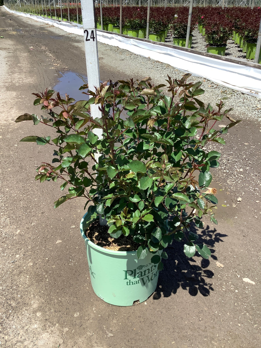 Rosa miracle 'On The Hudson' — G3 PTW