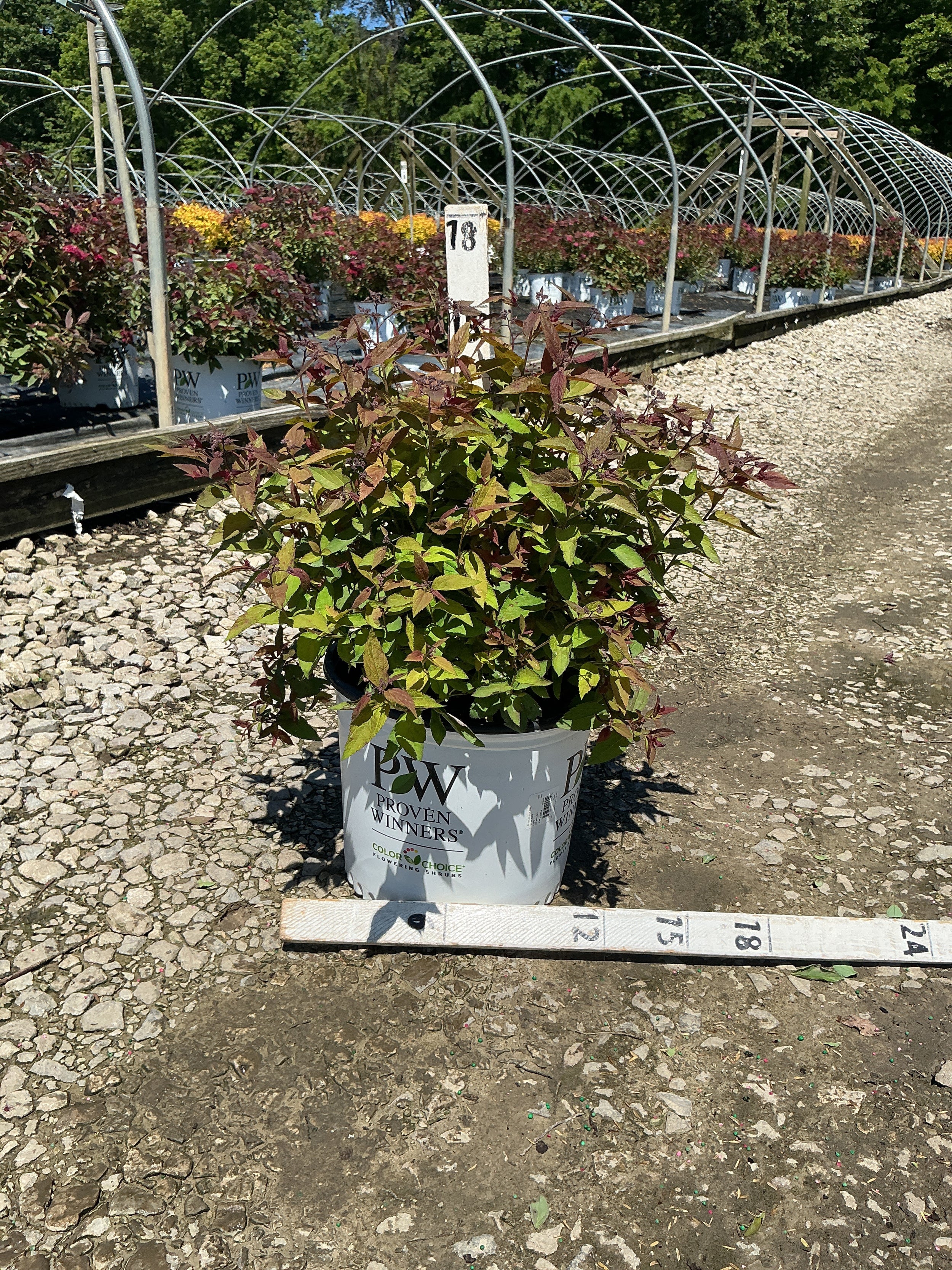 Spiraea JAP 'Dbl Play Red'