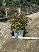 Spiraea JAP 'Dbl Play Red'