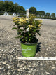 Hydrangea 'P Early Evolution'