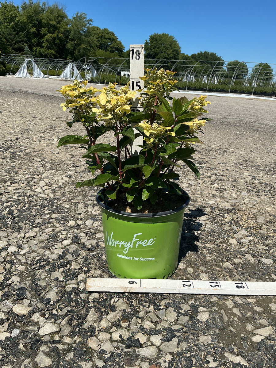 Hydrangea 'P Early Evolution' — G3 PTW