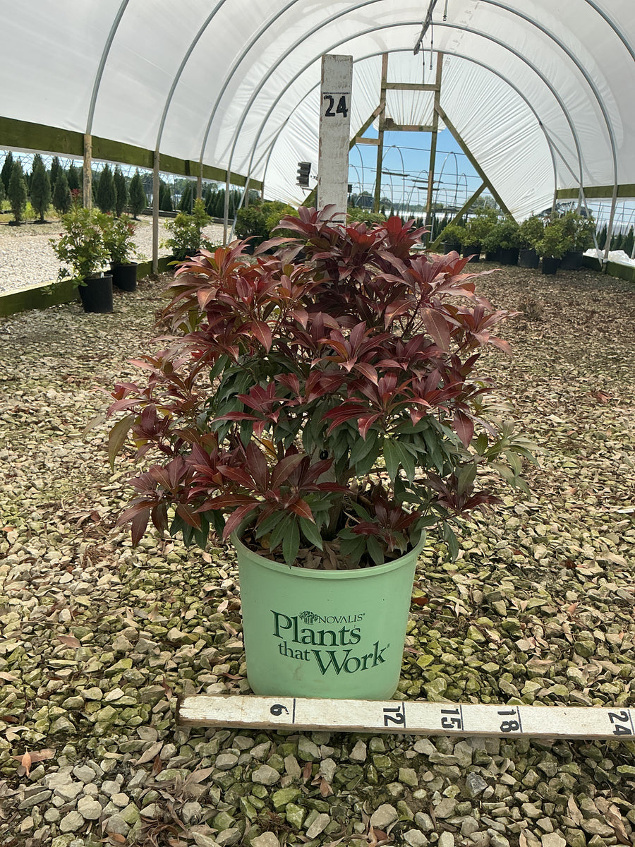 Pieris japonica 'Katsura' — G3 12