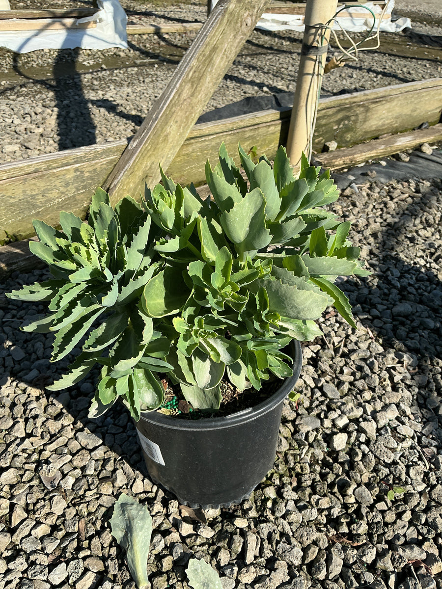 Sedum 'Autumn Autumn Joy' — 19CM