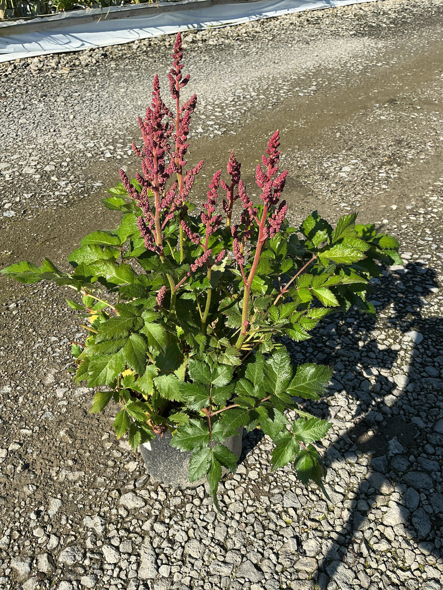 Astilbe chinensis 'Visions in Purple' — 19CM
