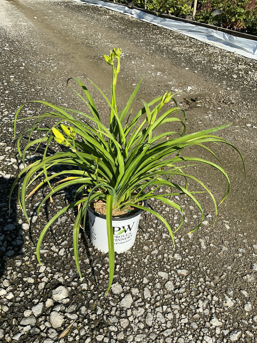 Hemerocallis going 'Going Bananas' — 19CM PW