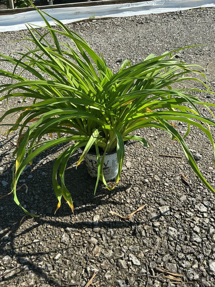Hemerocallis 'Rainbow Rhythm Orange Smoothie' — 19CM PW