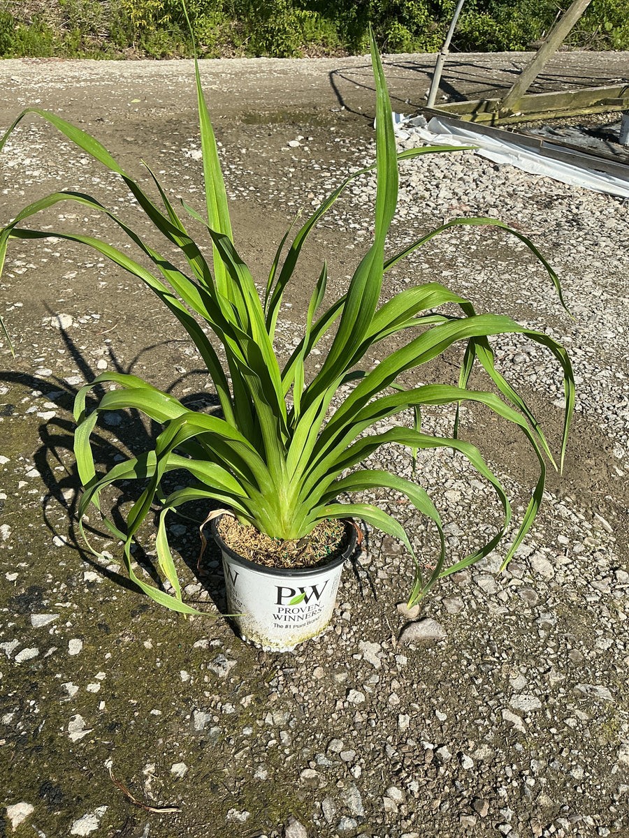 Hemerocallis 'Rainbow Rhythm Tiger Swirl' — 19CM PW