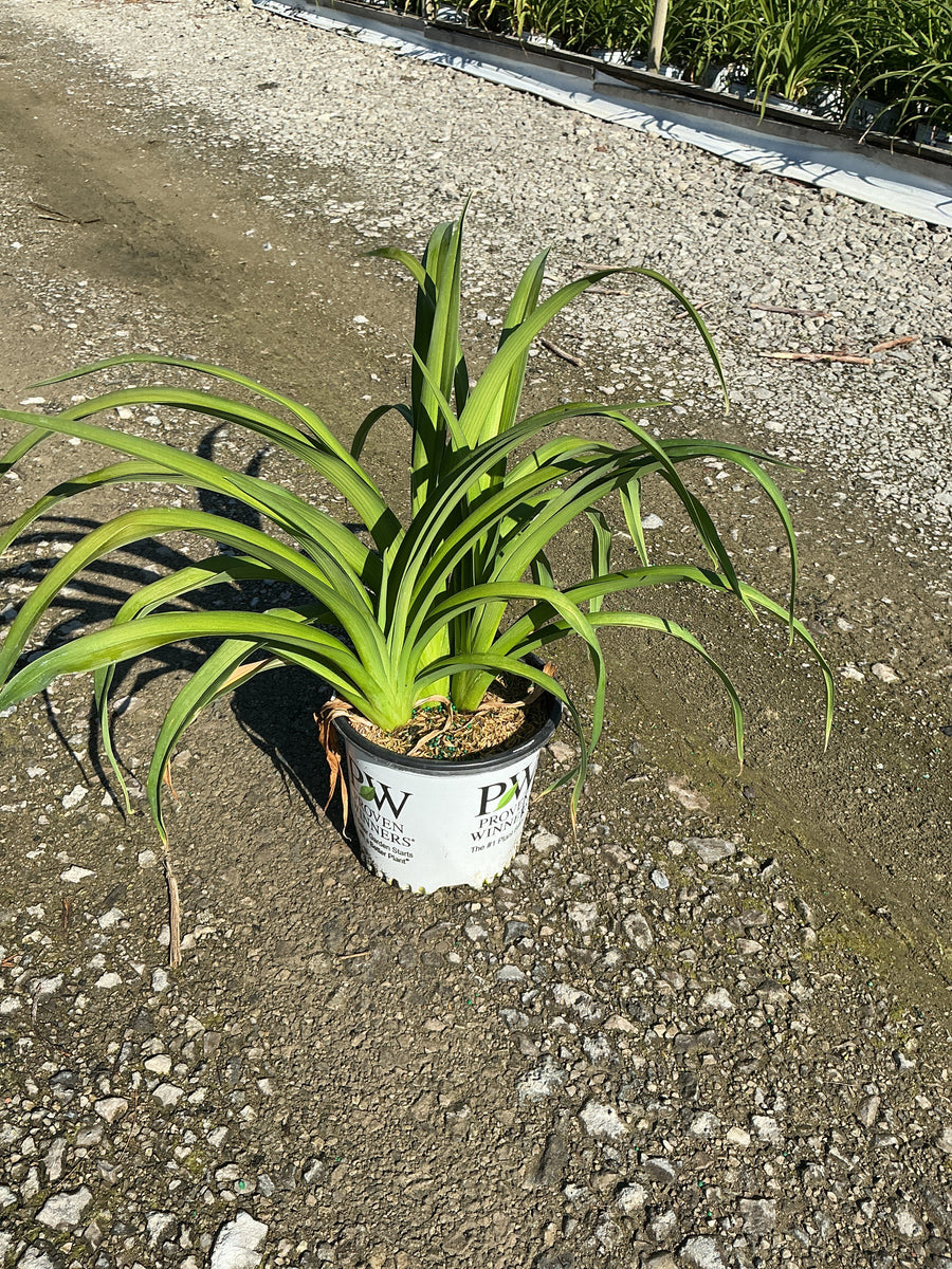 Hemerocallis 'Rainbow Rhythm Storm Shelter' — 19CM PW