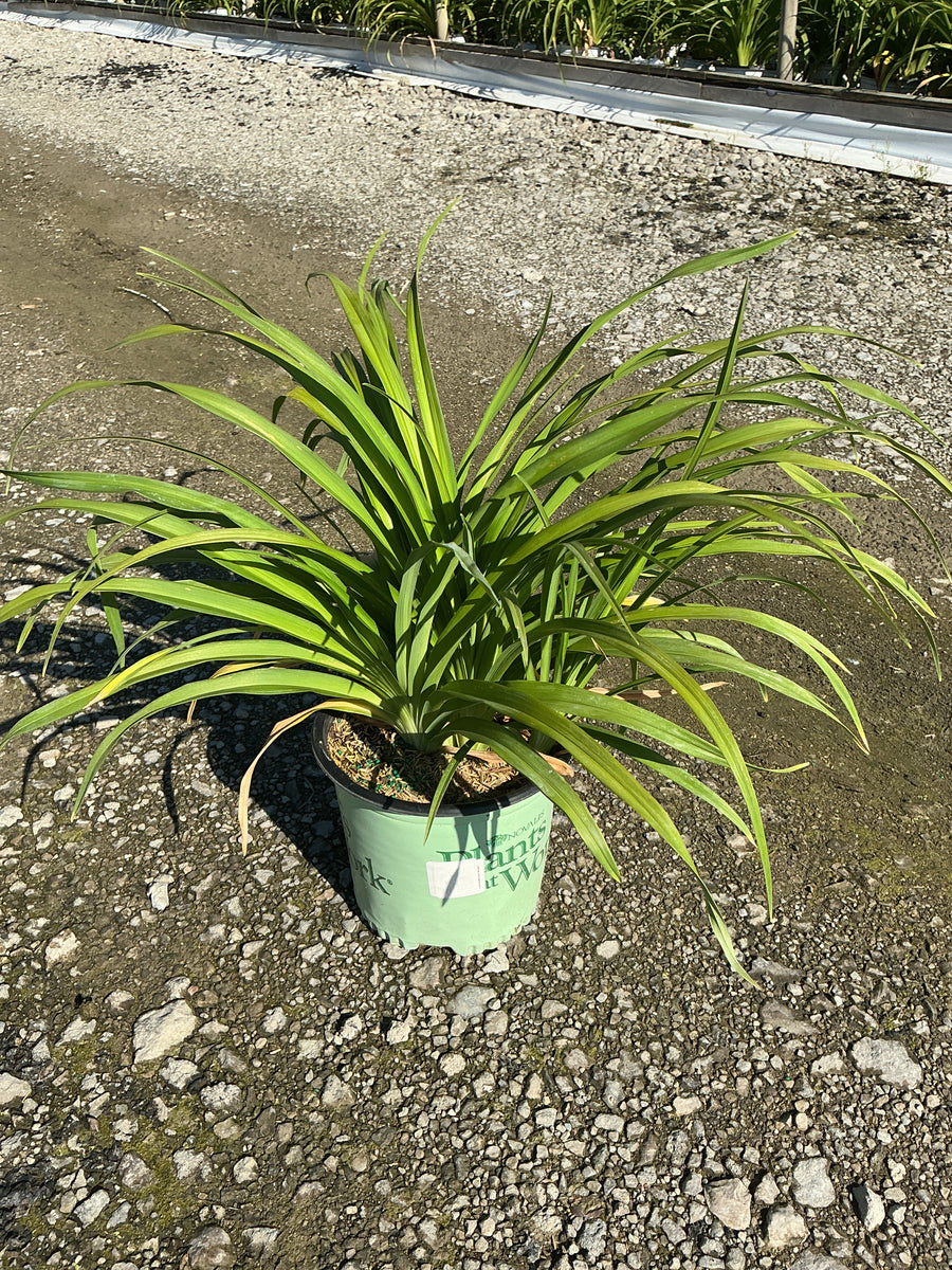 Hemerocallis double 'Pardon Me' — 19CM PTW
