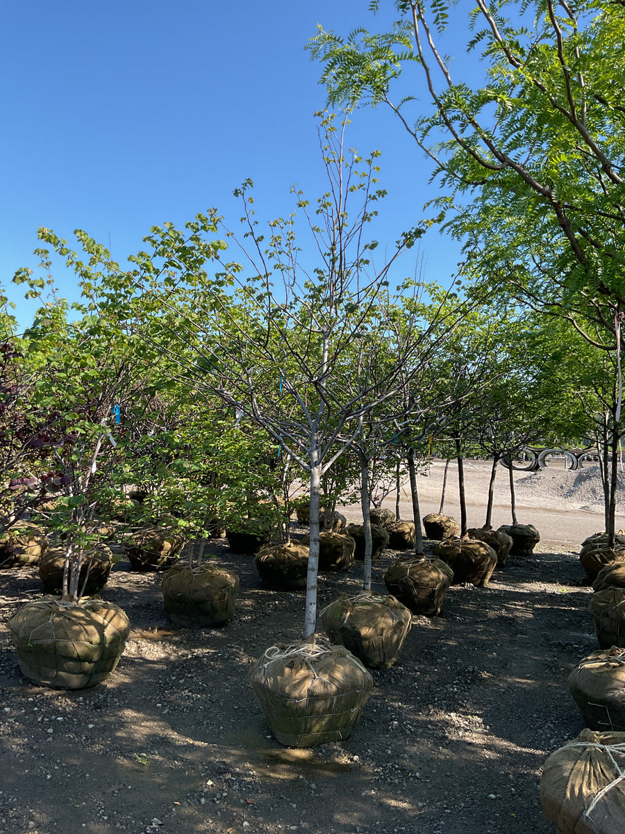 Cercis canadensis 'Pink Pom Poms' — BB 2