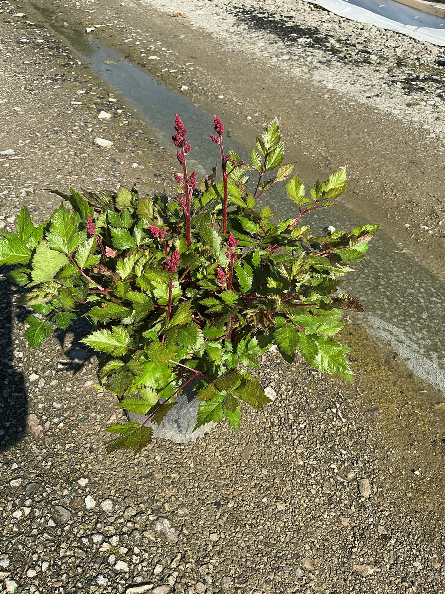 Astilbe chinensis 'Visions in Red' — 19CM
